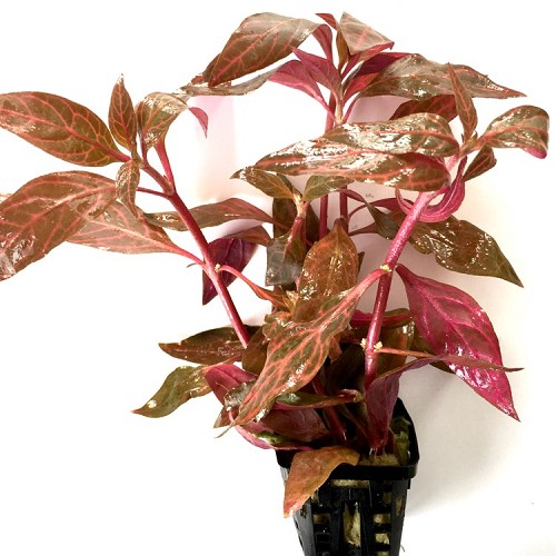 Alternanthera reineckii